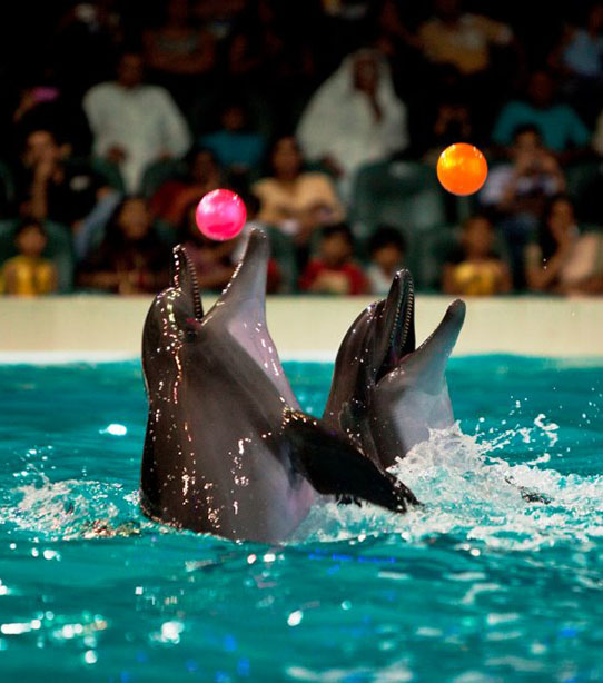 Dolphinerium an seal show