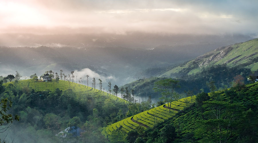 Munnar, best places to visit in winter