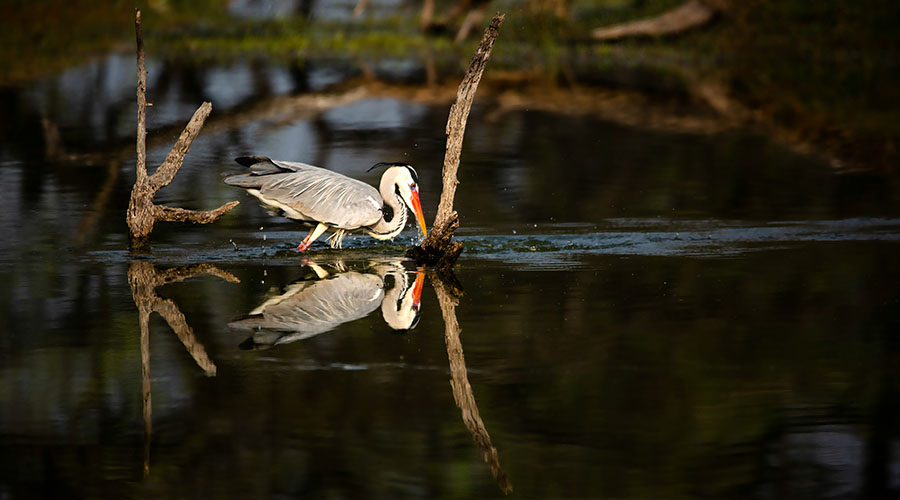 Rajasthan in monsoon, Keoladeo National Park