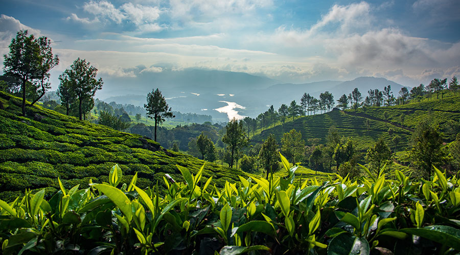 top 10 best places to visit in monsoon in India, munnar in monsoon