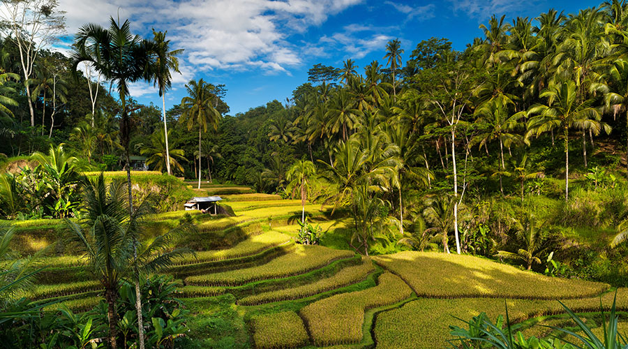 Tegallalang Rice Terraces