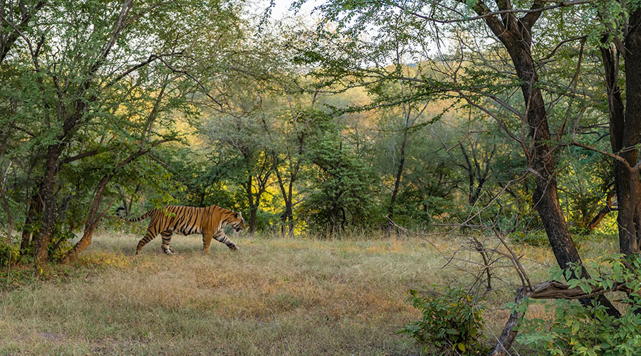 Ranthambore in July
