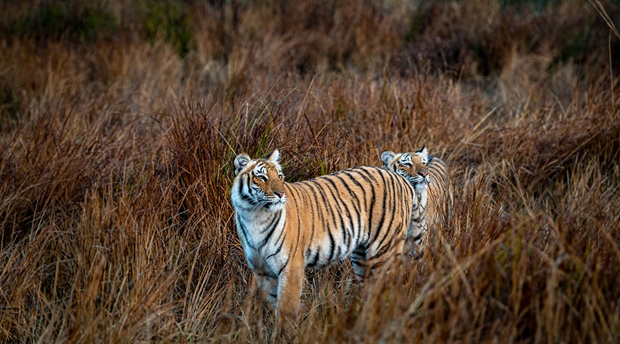 Jim Corbett in July