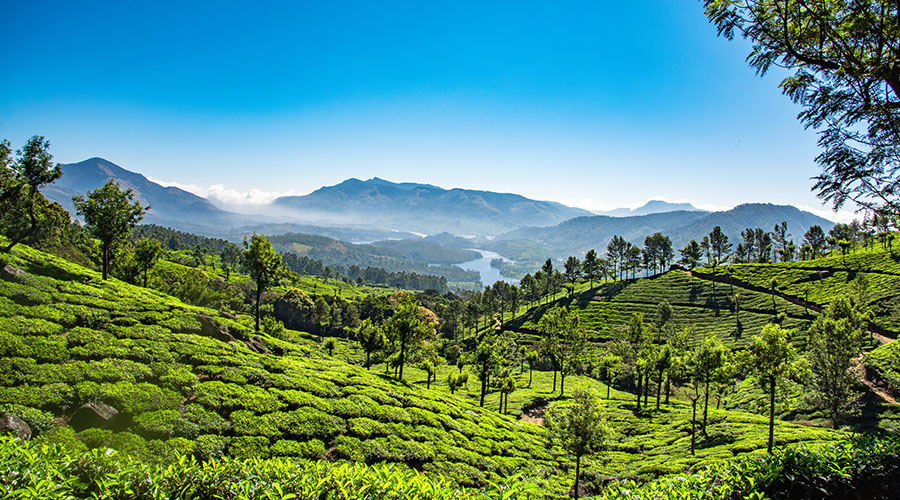 Munnar in Monsoon