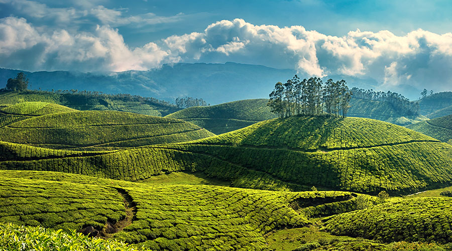 Munnar in Monsoon